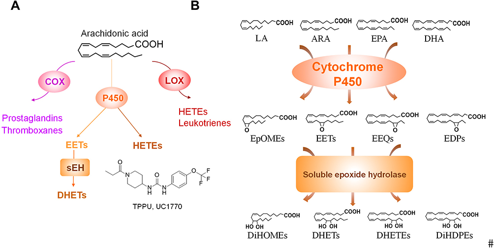 NADPH Oxidase 4 Regulates Inflammation in Ischemic Heart Failure: Role of  Soluble Epoxide Hydrolase