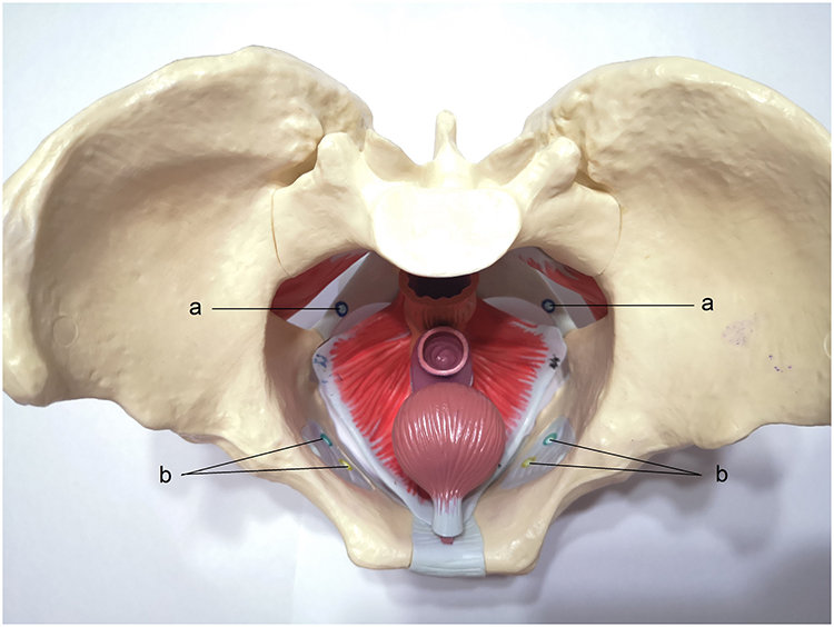 What is Prolapse?  Pure Pelvic Health