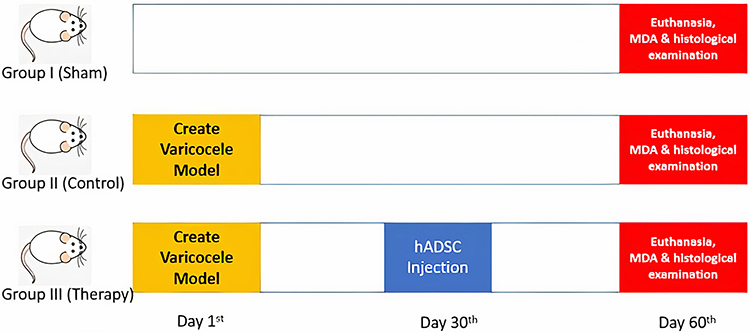Effect of Intratesticular (hADSC) on Varicocele Rat Model