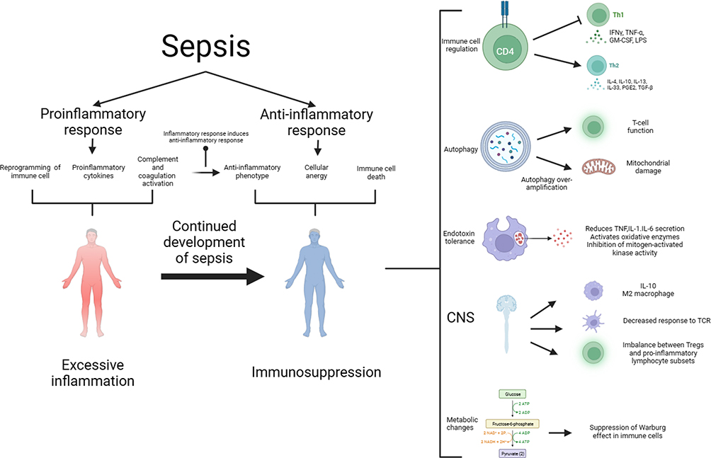 Immunosuppressive mechanisms in sepsis | JIR