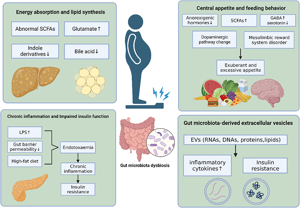 Schizophrenia and obesity: May the gut microbiota serve as a link for the  pathogenesis? - Wu - 2023 - iMeta - Wiley Online Library