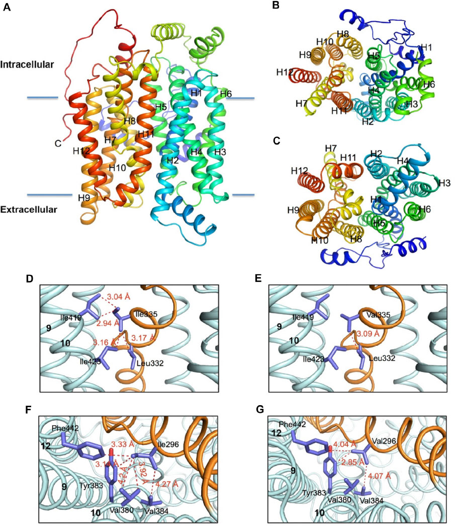 glucose transporter structure