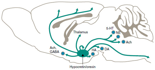 hypocretin neurons